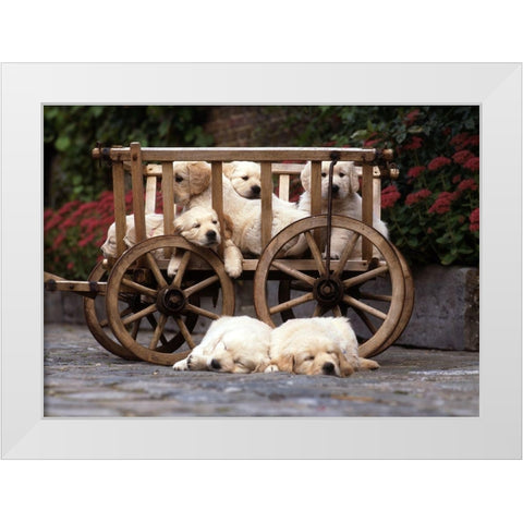 lazy labradors White Modern Wood Framed Art Print by Hoenderkamp, Patrick