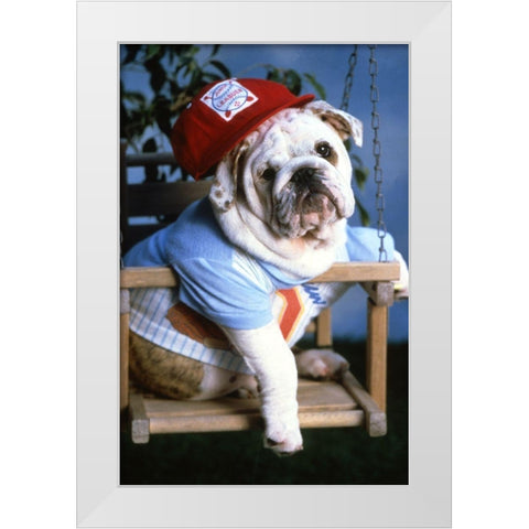 mops dog White Modern Wood Framed Art Print by Hoenderkamp, Patrick