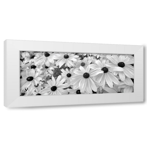 Black Eyed Susans White Modern Wood Framed Art Print by Frates, Dennis