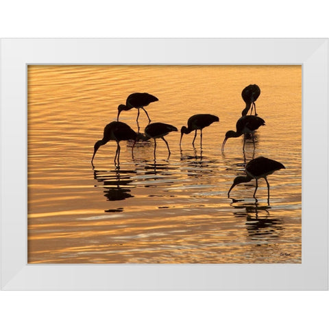 Ibis Sunset White Modern Wood Framed Art Print by Turek, Eve