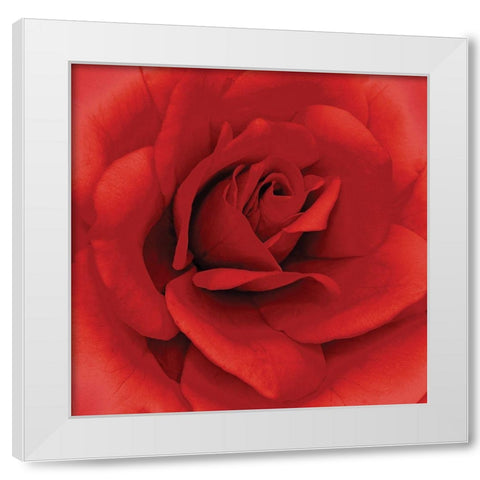 Anniversary Rose White Modern Wood Framed Art Print by Kuchera, H