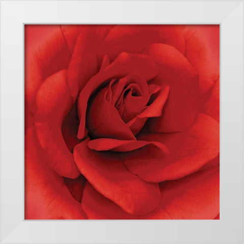 Anniversary Rose White Modern Wood Framed Art Print by Kuchera, H