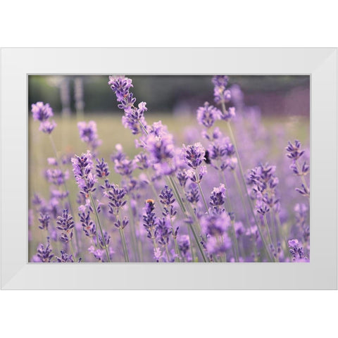 French Lavender Field White Modern Wood Framed Art Print by Tillmanns, C.
