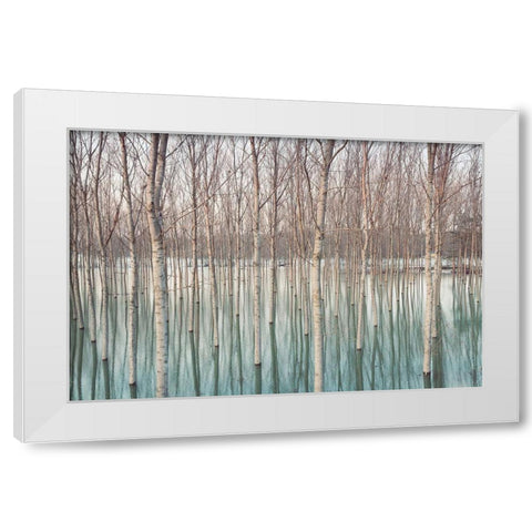 White Birches in the River  White Modern Wood Framed Art Print by Ricordi, Andrea G.