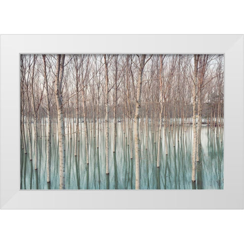 White Birches in the River  White Modern Wood Framed Art Print by Ricordi, Andrea G.