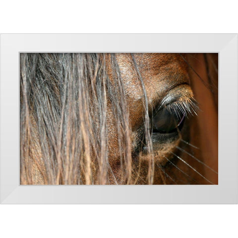 Beautiful close-up of a Horse White Modern Wood Framed Art Print by Schalke, Melissa