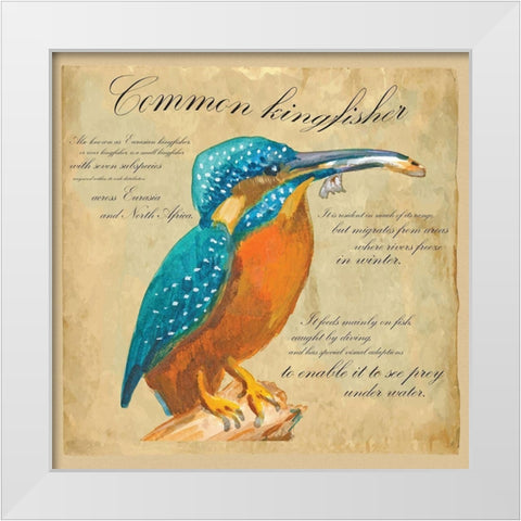 Common Kingfisher White Modern Wood Framed Art Print by Kuco