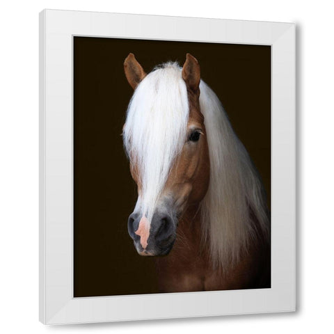 Stunning Stallion White Modern Wood Framed Art Print by Baker, Nigel