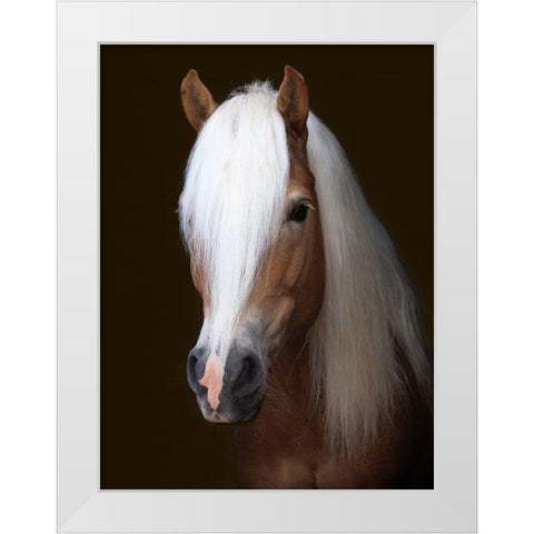 Stunning Stallion White Modern Wood Framed Art Print by Baker, Nigel