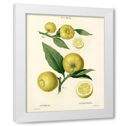Lemon Plant Botanical White Modern Wood Framed Art Print by Anonymous
