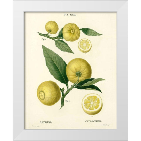 Lemon Plant Botanical White Modern Wood Framed Art Print by Anonymous
