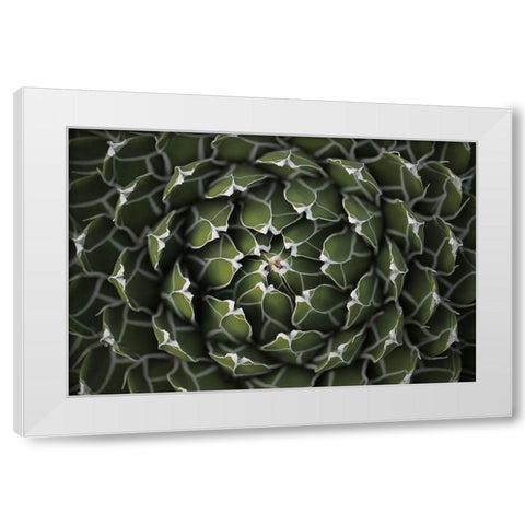 Circular Pattern Succulent White Modern Wood Framed Art Print by Brown, Katrina