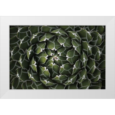 Circular Pattern Succulent White Modern Wood Framed Art Print by Brown, Katrina