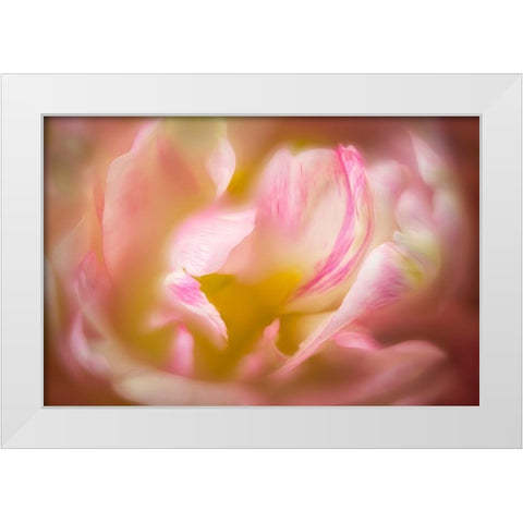 Close up of peony flower White Modern Wood Framed Art Print by Frates, Dennis