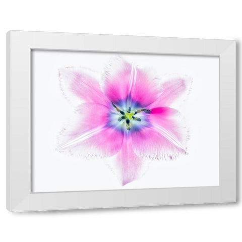 Close up of open tulip White Modern Wood Framed Art Print by Frates, Dennis