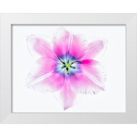 Close up of open tulip White Modern Wood Framed Art Print by Frates, Dennis