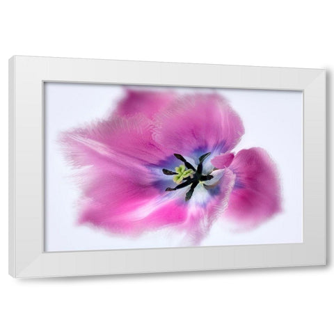Close up of tulip flower White Modern Wood Framed Art Print by Frates, Dennis
