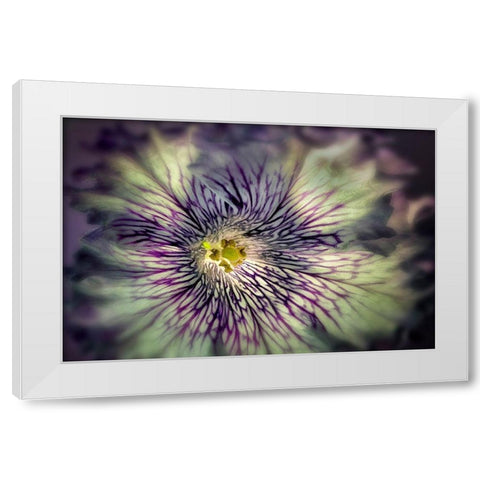 Close up of petunia flower White Modern Wood Framed Art Print by Frates, Dennis