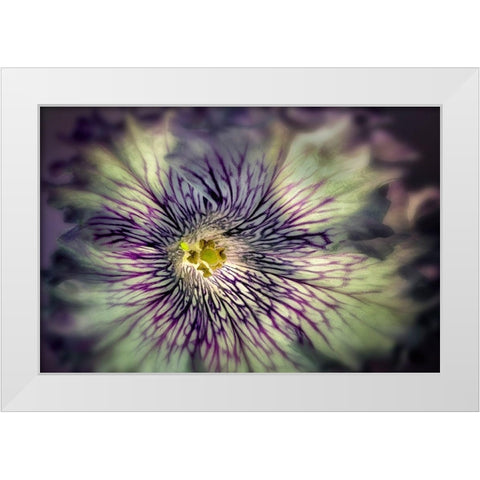Close up of petunia flower White Modern Wood Framed Art Print by Frates, Dennis