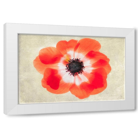 Close up of Anemone flower White Modern Wood Framed Art Print by Frates, Dennis