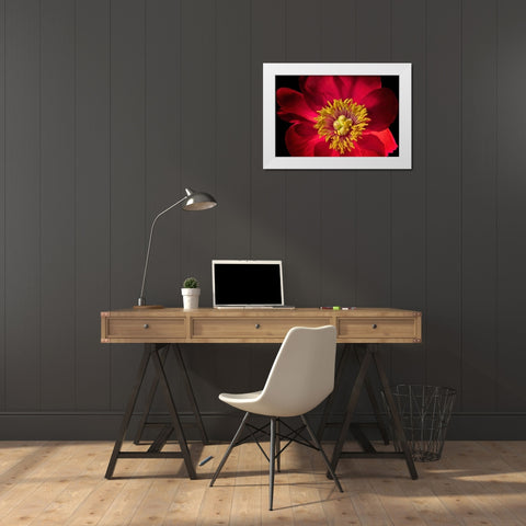 Close up of peony flower White Modern Wood Framed Art Print by Frates, Dennis