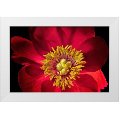 Close up of peony flower White Modern Wood Framed Art Print by Frates, Dennis