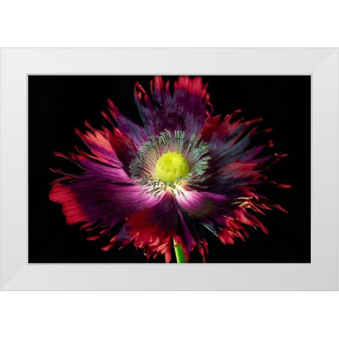 Close up of pooy flower White Modern Wood Framed Art Print by Frates, Dennis