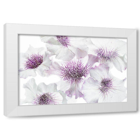 Close up of petunia flowers White Modern Wood Framed Art Print by Frates, Dennis