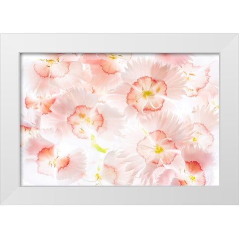 Â Close up of Dianthos flowers. White Modern Wood Framed Art Print by Frates, Dennis