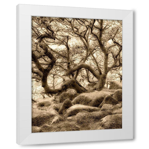 Moss covered oak trees in Wistmans Wood. Devon County. Dartmoor National Park, England White Modern Wood Framed Art Print by Frates, Dennis