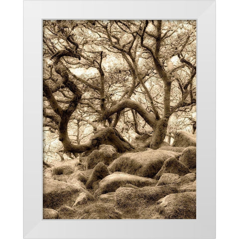 Moss covered oak trees in Wistmans Wood. Devon County. Dartmoor National Park, England White Modern Wood Framed Art Print by Frates, Dennis