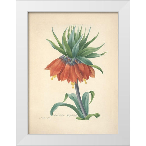 Fritillaire Imperiale White Modern Wood Framed Art Print by Redoute, P. J.