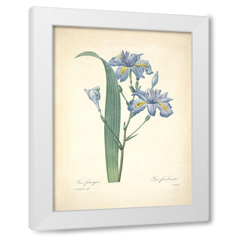 Iris Frangee  White Modern Wood Framed Art Print by Redoute, P. J.
