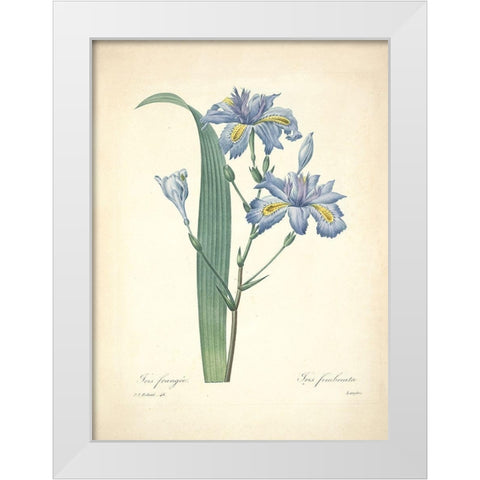 Iris Frangee  White Modern Wood Framed Art Print by Redoute, P. J.