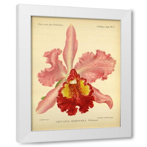 Orchid, Catlleya Hardyana White Modern Wood Framed Art Print by Goossens, A.