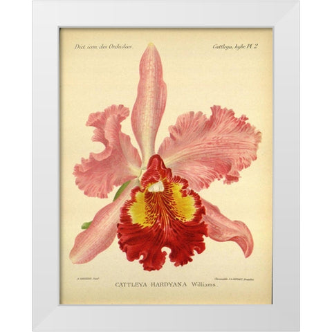 Orchid, Catlleya Hardyana White Modern Wood Framed Art Print by Goossens, A.