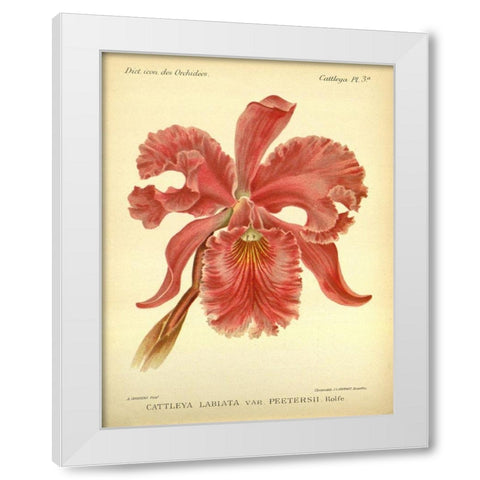 Orchid, Catlleya Labiata White Modern Wood Framed Art Print by Goossens, A.