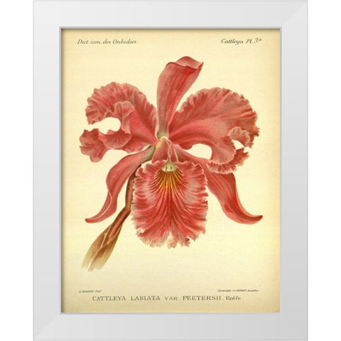 Orchid, Catlleya Labiata White Modern Wood Framed Art Print by Goossens, A.