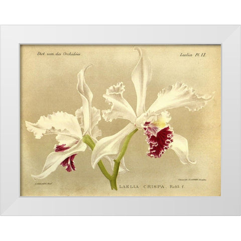 Orchid, Laelia Crispa White Modern Wood Framed Art Print by Goossens, A.