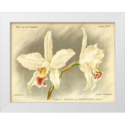 Orchid, Laelia Anceps White Modern Wood Framed Art Print by Goossens, A.
