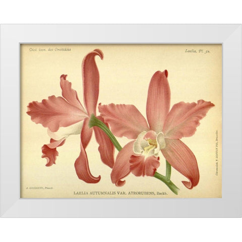 Orchid, Laelia Autumnalis White Modern Wood Framed Art Print by Goossens, A.
