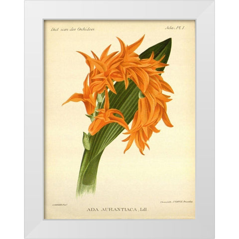 Orchid, Ada Aurantiaca White Modern Wood Framed Art Print by Goossens, A.