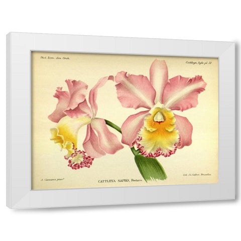 Orchid, Cattleya Sapho White Modern Wood Framed Art Print by Goossens, A.