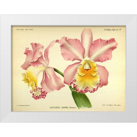 Orchid, Cattleya Sapho White Modern Wood Framed Art Print by Goossens, A.