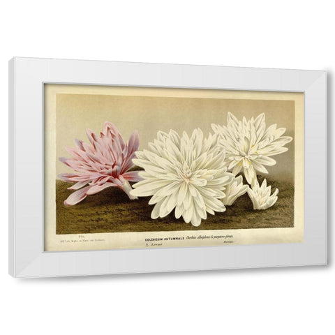Colchicum Autumnale White Modern Wood Framed Art Print by Van Houtteano. Horto