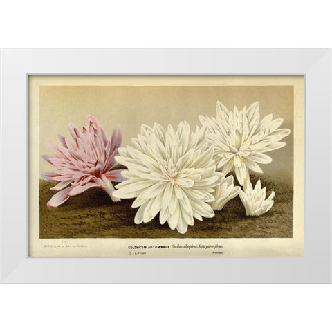 Colchicum Autumnale White Modern Wood Framed Art Print by Van Houtteano. Horto