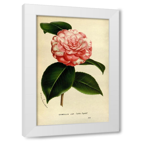 Camelia Japonica White Modern Wood Framed Art Print by Anonymous