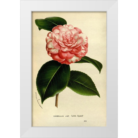 Camelia Japonica White Modern Wood Framed Art Print by Anonymous