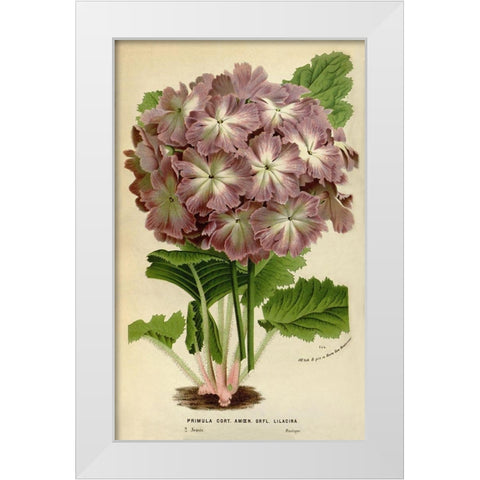 Primula Cort. White Modern Wood Framed Art Print by Anonymous