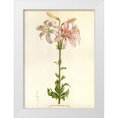 Lilium Washingtonianum White Modern Wood Framed Art Print by Anonymous